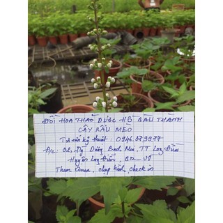 Cây Râu Mèo lợi tiểu, trị viêm thận, sỏi thận, sỏi mật, tê thấp, viêm gan