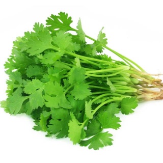 NGÒ TÂY LÁ THẲNG - FLAT PARSLEY