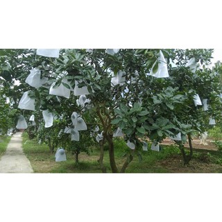 (Siêu rẻ) 10 Túi bọc Mướp 15cmx60cm bằng vải không dệt - Chuyên dùng bọc trái bầu, trái mướp, trái bí đao hàng chất đẹp