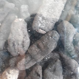 500gr hải sâm loại Mini giá rẻ