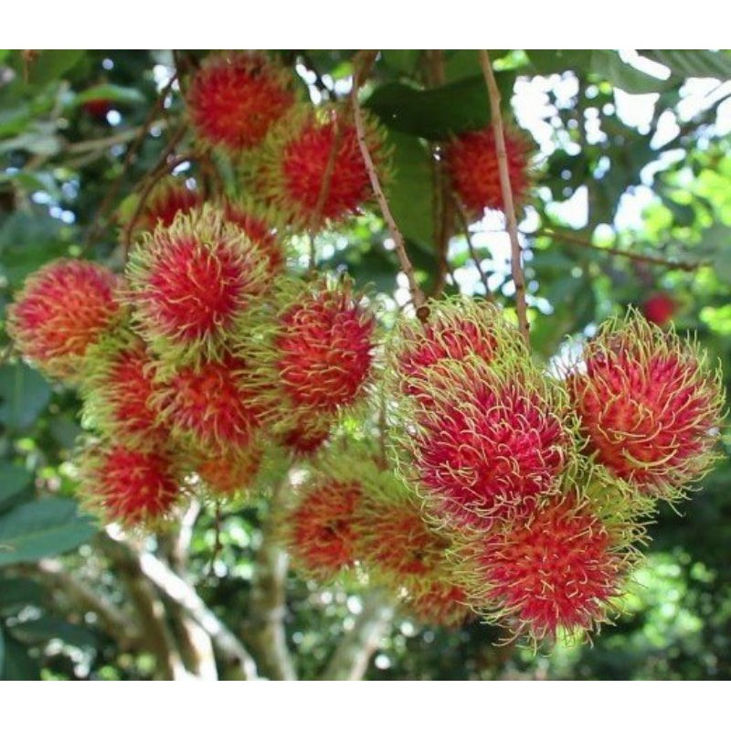 Chôm  Chôm  thái.