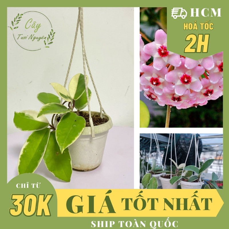 CÂY CẨM CÙ CẦM THẠCH Size Mini,, phong thuỷ mini GIÁ RẺ, lọc không khí, Cây Tươi Nguyên CTN1080