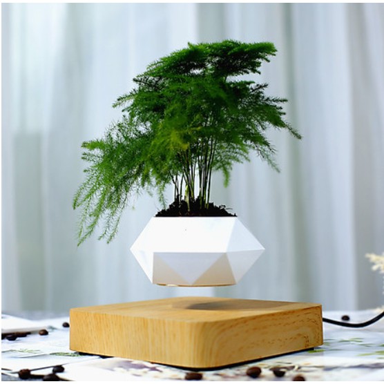 Chậu cây bay Bonsai từ tính trang trí phòng khách phòng làm việc làm quà tặng phong thủy độc lạ ý nghĩa