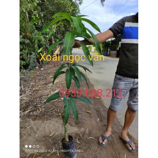 CÂY GIỐNG XOÀI NGỌC VÂN ( XOÀI TÍM )
