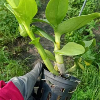 Lan denro vàng lưỡi đỏ - lớn
