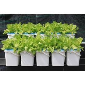Bộ 1 chậu trồng rau ăn lá thủy canh tĩnh Growbox Leafy Kit 1 Hợp Trí