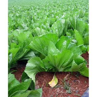Hạt giống rau Cải bẹ dưa (20gr)