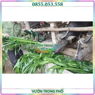 Hạt giống cỏ cao lương SUDAN SUOER BMR cho chăn nuôi - 500g