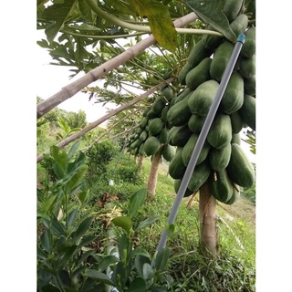 Hạt giống Đu đủ ruột vàng Long An (10 hạt)