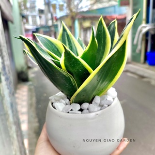 Cây lưỡi hổ thái chậu sứ tròn dễ chăm sóc