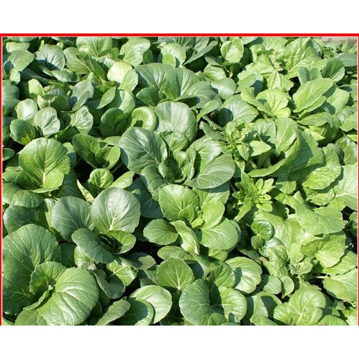 HẠT GIỐNG CẢI BẸ TRẮNG - GÓI 20 GRAM