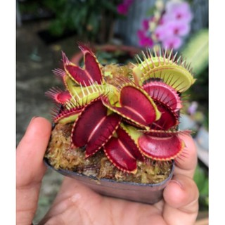 Chậu cây bẫy kẹp bắt mồi - Venus Flytrap