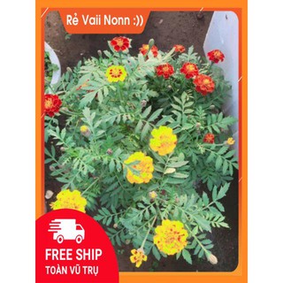 FLASH SALE Cúc vạn thọ pháp