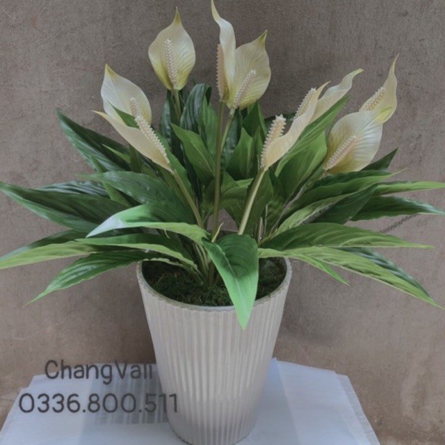 Chậu Lan Ý giả decor nội thất -chậu 3 cụm 9hoa siêu sang