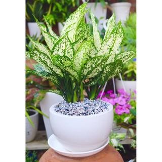 Chậu Cây Ngọc Ngân Để Bàn