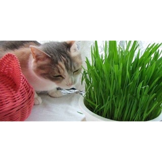 Hạt giống cỏ cho mèo 50g 😸😸 / /