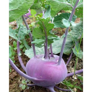 Hạt Giống Su Hào TÍm 0,2gr - Nảy Mầm Cực Chuẩn (TẶNG gói kích thích hỗ trợ hạt nảy mầm)