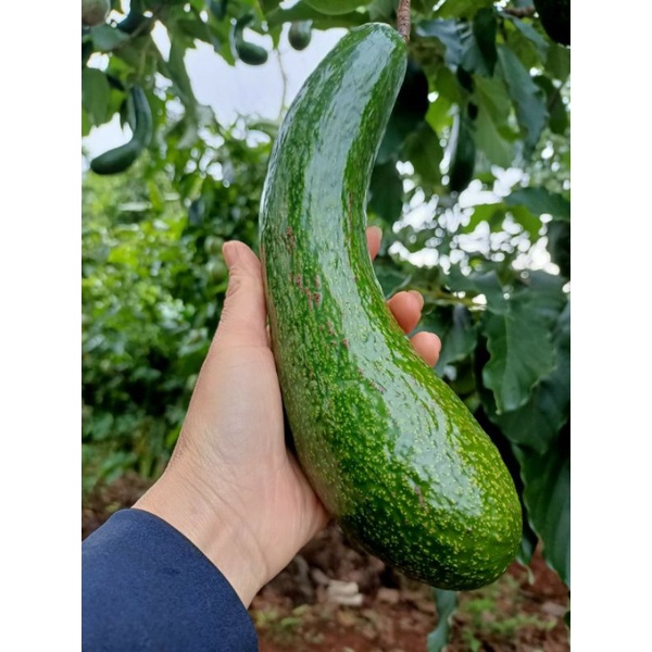 3KG BƠ 034 ( size 2-3 trái 1kg)