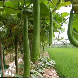 Hạt giống bầu sao quả dài