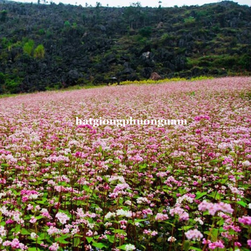 10GR - HẠT GIỐNG HOA TAM GIÁC MẠCH