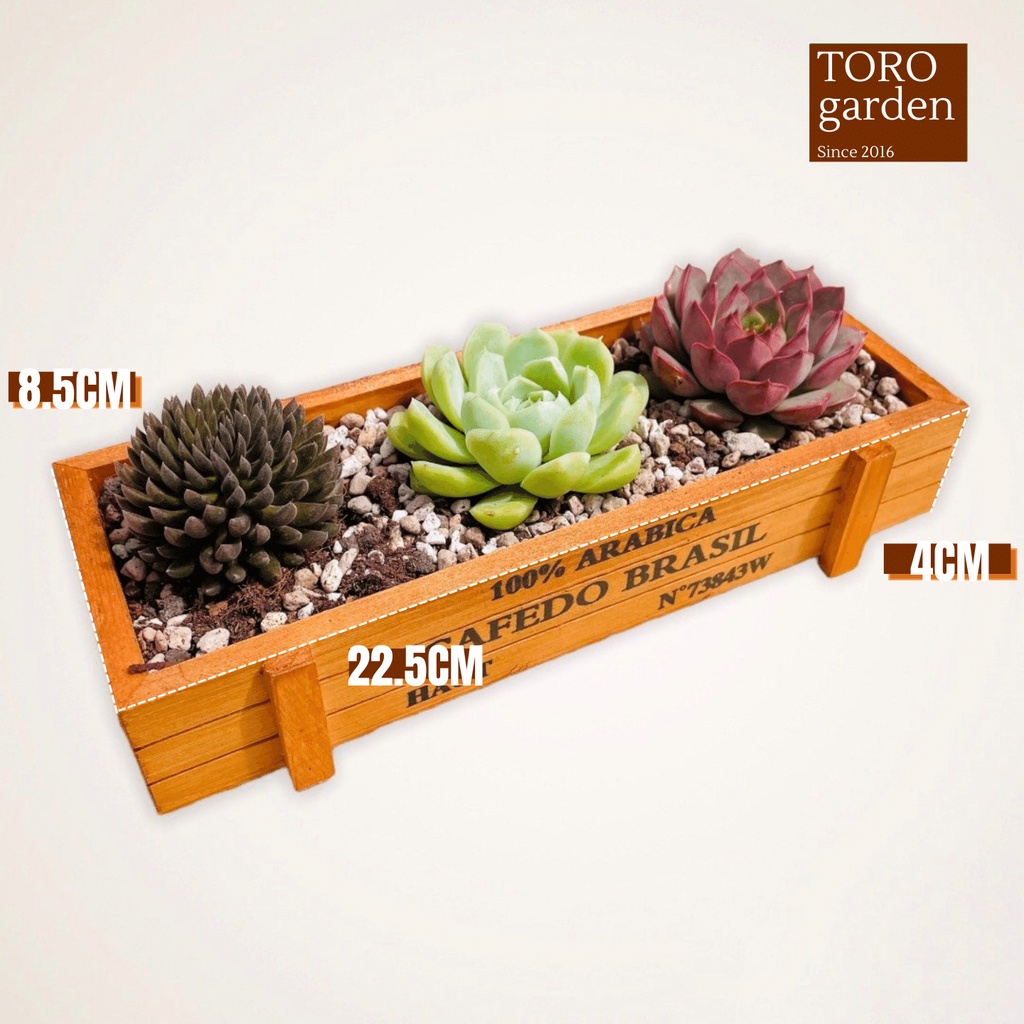 Sen đá 3 cây size bé 5-8cm trồng chậu gỗ Arabica kèm đất cây cảnh trang trí nhà cửa Toro garden chậu sen đá