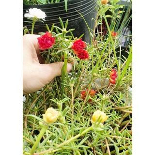5 cây hoa 10 giờ Mỹ (5 màu)