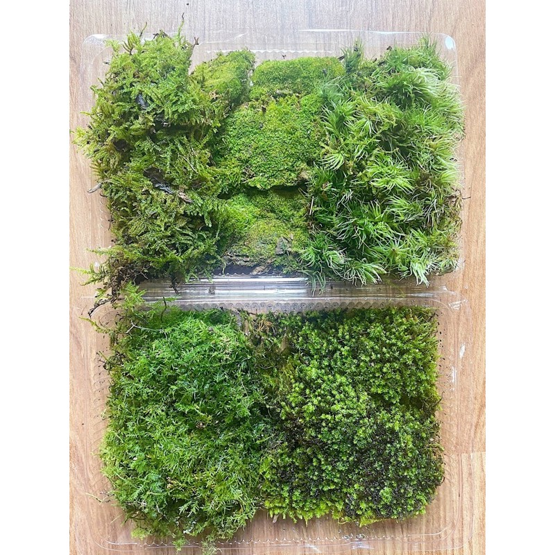 Rêu mix 4-5 LOẠI - rêu terarium Phù Hợp set bình terrarium, gắn lũa, đá hồ bán cạn