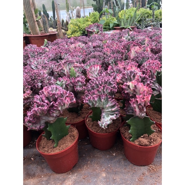 Xương rồng vạn lý trường thành màu hồng