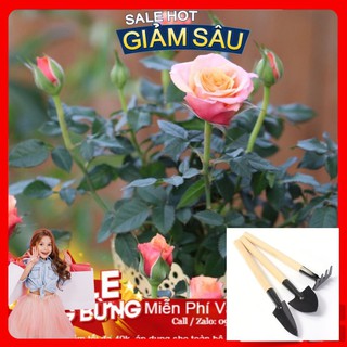 Hạt Giống Hoa Hồng Tỉ Muội - 10 Hạt / Gói - Tặng Kèm Bộ Dụng Cụ Trồng Cây Mini