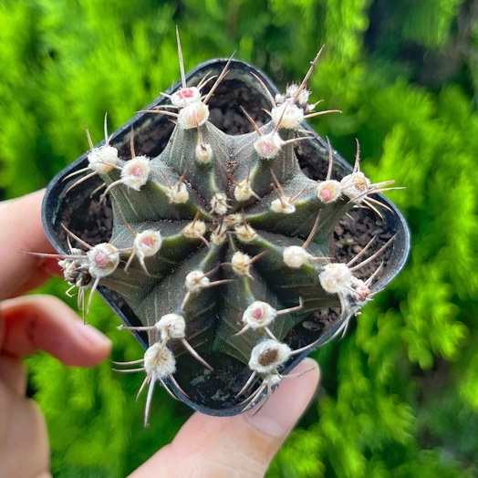 Xương rồng gymno 3-5cm - Vườn sen đá