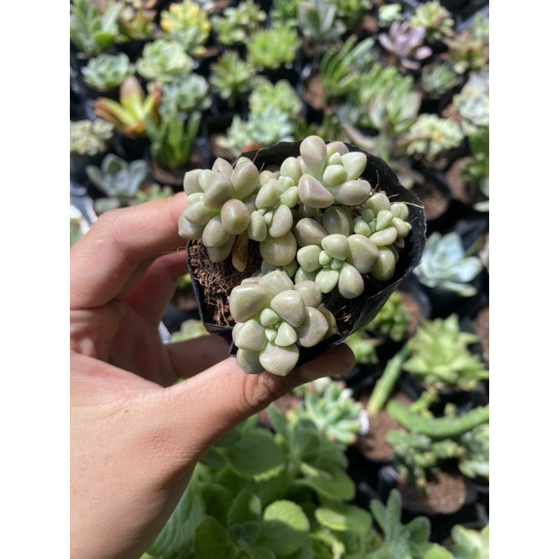 Sen Đá Kim Tuyến 5cm