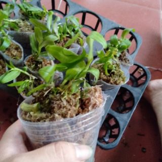 Hoa phong lan phi điệp ám phú thọ