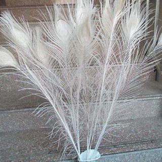 Bộ 50 lông công trắng trang trí 10-12 inch