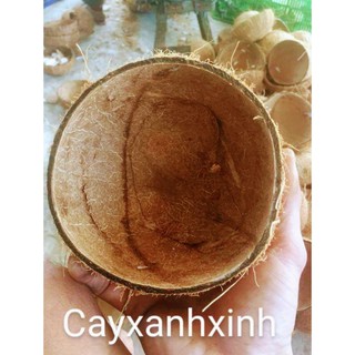 Gáo dừa thô nguyên liệu - Gáo gà