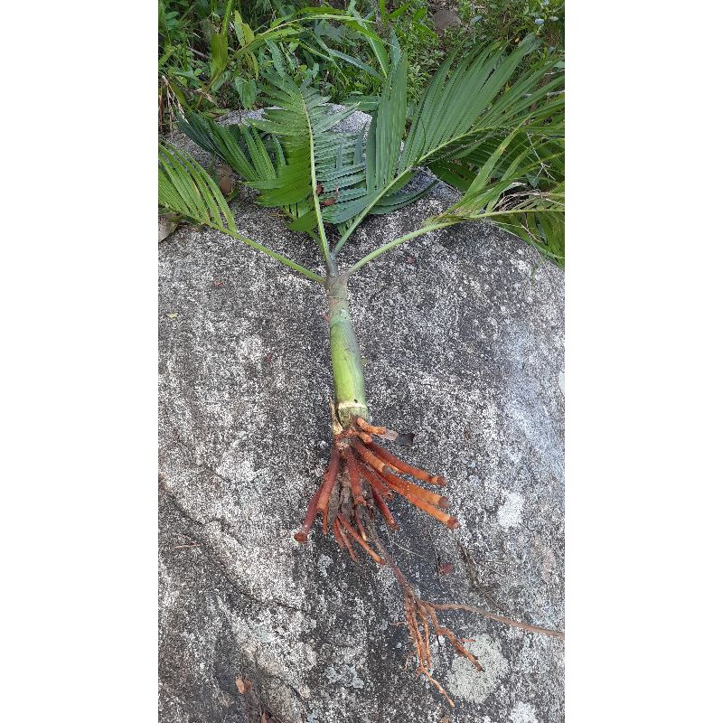 Cây cau rừng làm sân vườn
