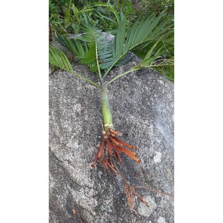 Cây cau rừng làm sân vườn