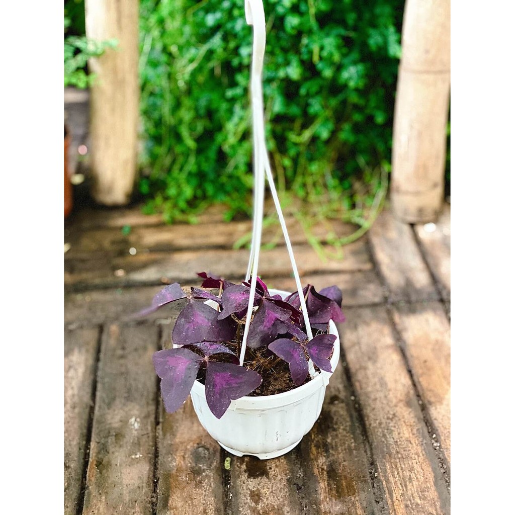 Cây Oxalis Triangularis (Bướm Đêm) chậu treo bí ngô