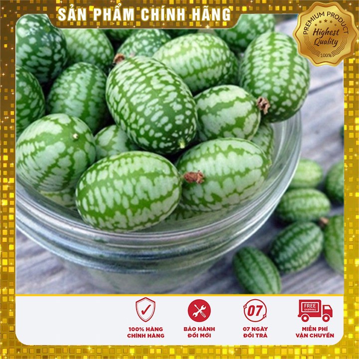 BỘ 03 gói hạt giống dưa hấu mini tí hon TẶNG 1 phân bón