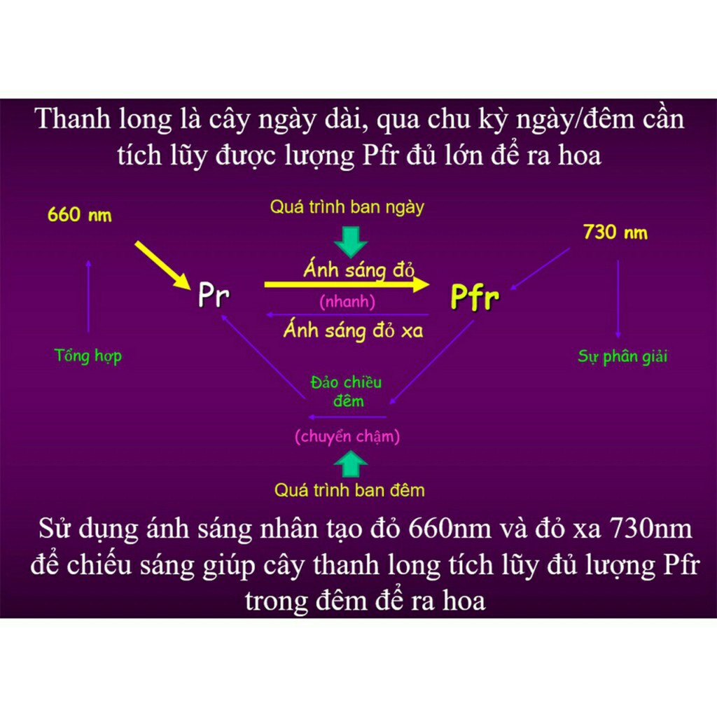 Bóng đèn xông thanh long 9w Rạng đông