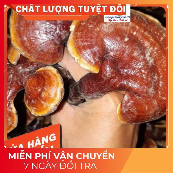 (Dược Liệu Quý) [FREE SHIP] 500g Nấm Lim xanh rừng Tây Bắc chuẩn rừng tự nhiên hỗ trợ bênh gout