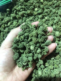 Nụ hoa tam thất bắc(gói 500g/1 gói )