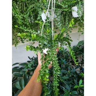 Chậu Cây lan tim (chậu treo)
