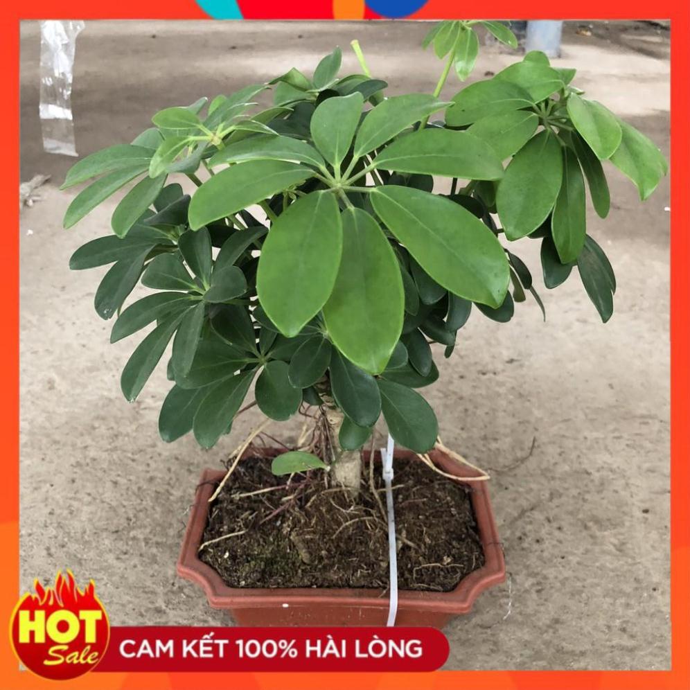 Cây ngũ gia bì bonsai mini, gốc to khỏe tán lá đẹp có mùi thơm dễ chịu 14
