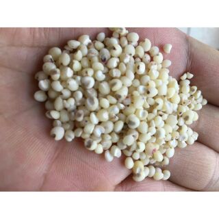 Sỉ giá gốc hạt ý dĩ bo bo 100g - 200g - 300g