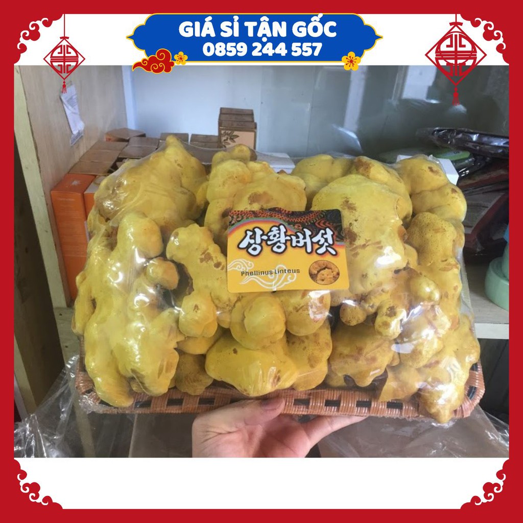 【﻿ＧＩÁ　ＳỈ】- Nấm Thượng Hoàng Lá To Cao Cấp Hàn Quốc