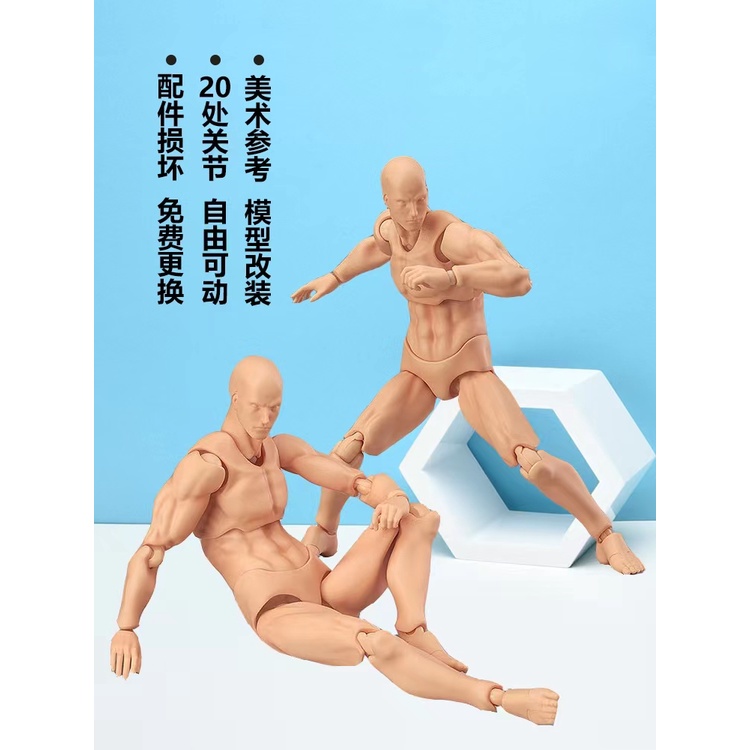 Mô hình cơ thể người nam và nữ 2.0 có thể tùy chỉnh chuyển động tiện lợi 13cm