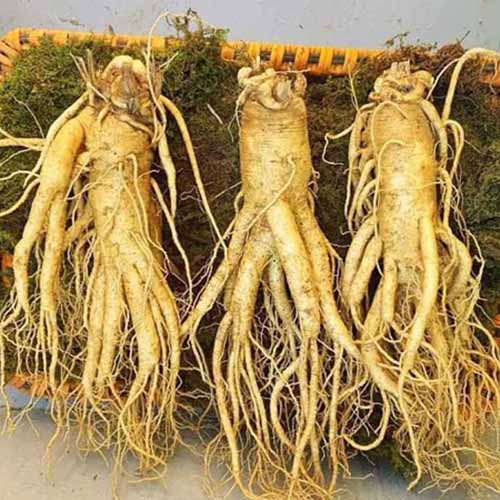 Hạt giống Nhân sâm Mỹ (gói 5 hạt)