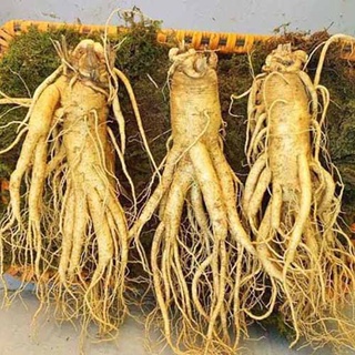 Hạt giống Nhân sâm Mỹ