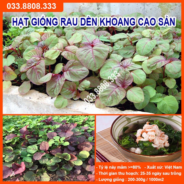 Hạt Giống Rau Dền Khoang 20gram -Tỷ Lệ Nảy Mầm Cao
