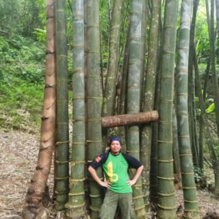 Cây Măng tre khổng lồ Thái Lan